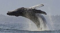 Whales Watching Hermanus Boat Trip and Private Wine Tour 