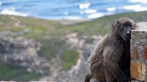 Private Full day Cape Peninsula, Penguins Tour (Customized tour)