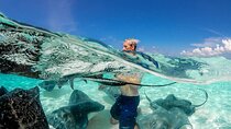 Cayman 2 in 1 Combo Tour Stingray City Reef Snorkel Adventure