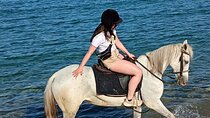 1 Hour Beach Horse Ride in Sharm El Sheikh