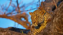 4-Day Kruger Tremisana or Masango Safari from Johannesburg