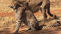 Ann Van Dyk Cheetah Centre Tour from Johannesburg or Pretoria