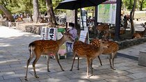 Nara, Todaiji Temple and Kuroshio Market One Day Tour from Osaka