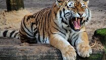 Five Days Golden Triangle Tour with Ranthambore Safari from Delhi
