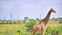 Nairobi National Park Morning Game Drive Group Tour