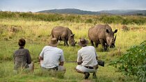Rhino Private Walking Tour 
