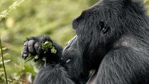 Full day Gorilla trekking safari