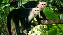 Panama Canal Jungle Boat Explorer Private Tour 