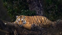 2 - Days: Jim Corbett jungle safari tour from Pune by Flight