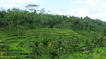 Top Highlights Ubud Private Day Tour