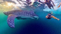 Full Day Sumbawa Tour and Swimming with Whale Sharks