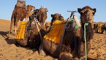 3 Days Tour from Marrakech to Merzouga Dunes and Camel Trek