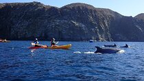 Tenerife: Kayak and snorkel with marine life safari