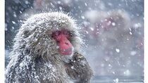 Snow Monkey Park and Zenko ji Temple Private Day Tour
