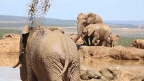 Private Full-Day Addo Elephant National Park
