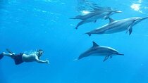 Swim With Dolphin Semi PRIVATE SpeedBoat Sea Trip - Hurghada