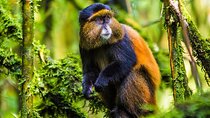 Golden Monkey Trekking and Cultural Experience, Volcanoes N. Park