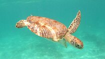 Swimming with turtles, 2 cenotes & gopro