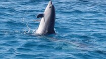 Dolphin Watching Performances for the Whole Family - Hurghada