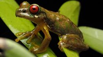 Guided Night Walk & Wildlife Spotting in Monteverde
