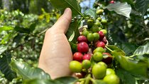 Coffee and Flower Farm Smiles: A Tour Through Tradition and Taste