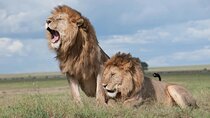 4 Days Safari Tour at Tarangire, Serengeti and Ngorongoro Crater