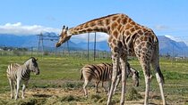 Cape Town Wine Tasting and Giraffe House, Cheetah Encounter Tour