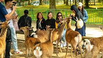 Kyoto and Nara Friendly Two-Day Walking Tour with Guide