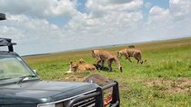 5 Days The Big 5 Wildlife Kenya Safari