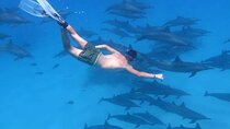 Dolphin House Snorkeling Trip & Water Sport With Lunch - Hurghada