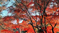 Tokyo Autumn Highlights Private Walking Tour by trains, subways