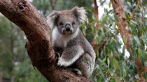 Koala Experience at Melbourne Zoo - excl. entry