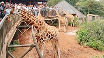 Discover Nairobi-Museum, Giraffe Centre, Bomas & Major Landmarks