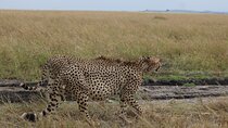 5-Day Private Safari on Amboseli Nairobi and Masai Mara Adventure
