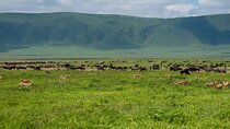 Private Day Journey Through The Heart Of Ngorongoro Crater