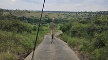 Nairobi National Park Private Half Day Tour with Pick up
