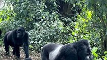 2 Days Private Gorillas Tracking in Volcanoes National Park