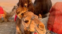 Marrakesh: Agafay Desert Sunset, Camel Ride, Dinner and Show