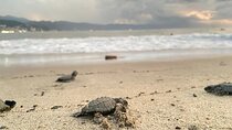 Conservation in Action Frees Sea Turtles Puerto Vallarta