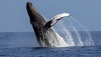  Seasonal Small-Group Humpback Whale Watching in Kona