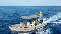 Whale Watching Eco-Adventure from Costa Adeje 