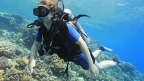 Tiran Island Full Day Snorkeling Sea Trip & intro dive 15 min - Sharm El Sheikh