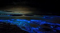 Bioluminescent Bay Adventure in Grand Cayman