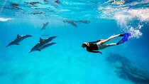 Swim with Dolphin 15 min and Transfer - Sharm El Shiekh