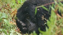 3 Days Gorillas and Golden Monkey Trekking from Kigali