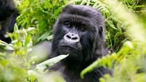 6 Days Rwanda Uganda Gorillas and Wildlife Safari Tour