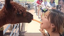 Alpaca Feeding with Wildlife and Nature Park Visit Private Tour 