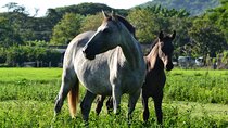 Horseback Riding from Dreams Las Mareas