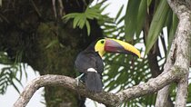 Birdwatching Manuel Antonio (Esquipulas All incluided)