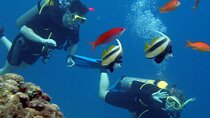 Scuba Diving Experience with a Professional Instructor